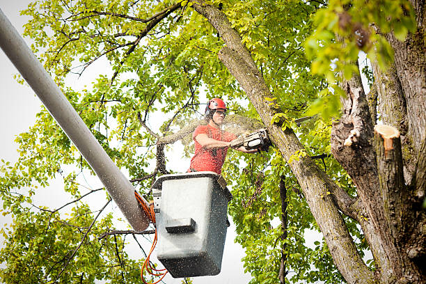 The Steps Involved in Our Tree Care Process in Ben Avon, SC